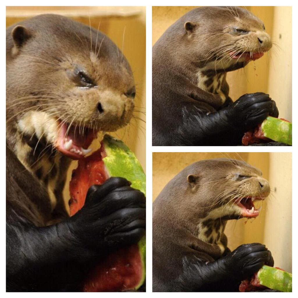 Otter eating watermelon